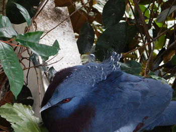 Close-up of pigeon perching on a tree