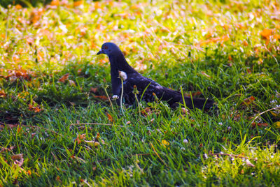 Side view of a bird on field