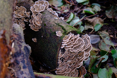 Close-up of mushroom growing on tree trunk