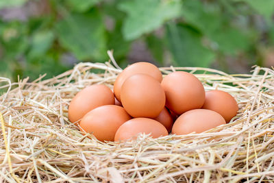 Close-up of eggs in nest