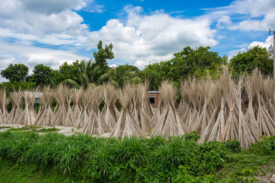 Plants growing on land against sky