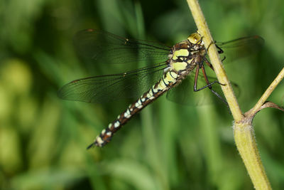 Close-up of  green and black female southern hawker dragonfly.