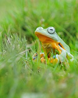 Close-up of frog on grass