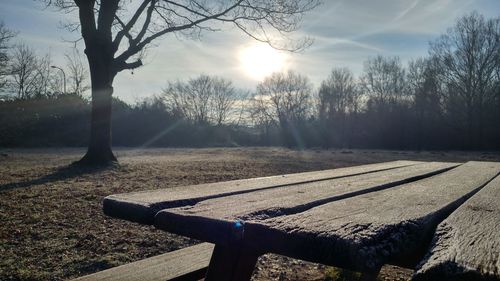 Close-up of bare trees against the sky