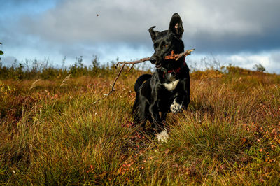 Dog running on field