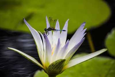 Close-up of butterfly on flower