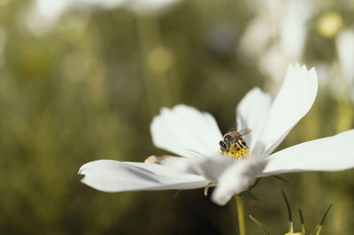 Close-up of insect on white flower