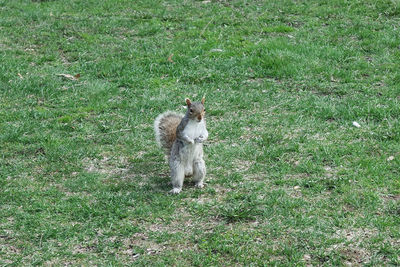 Dog on field