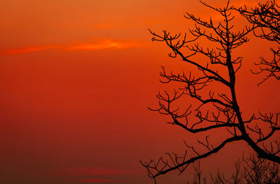 Beautiful sunset sky and dead. red sunset sky with beautiful pattern of tree branches. romantic sky.