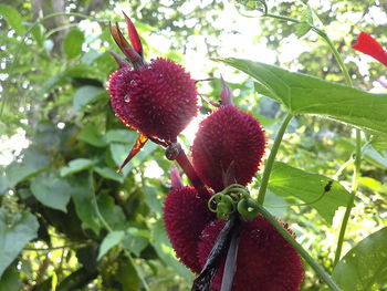 Low angle view of fruits on tree