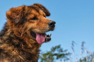 Close-up of a dog