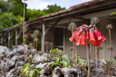 Close-up of red flowering plant