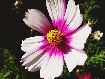 Close-up of cosmos blooming outdoors