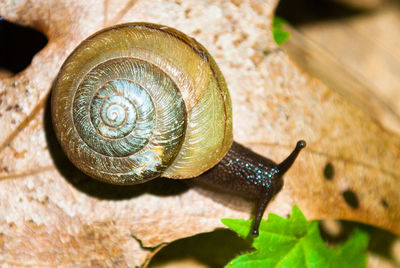 Close-up of snail