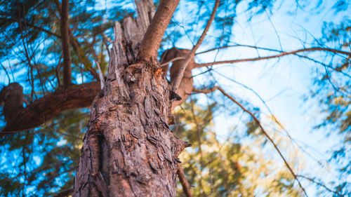 Low angle view of tree trunk in forest