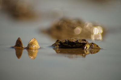 Close-up of crab in lake