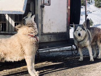Portrait of two dogs