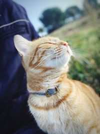 Close-up of a cat