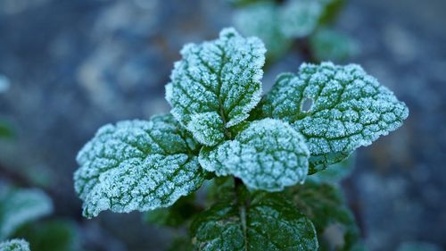 Close-up of frozen plant