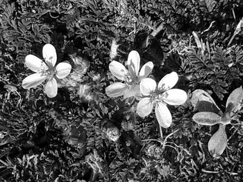 Close-up of flower blooming in field