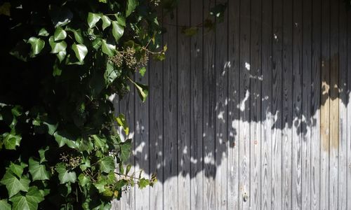 Plants growing in yard