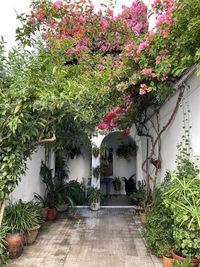 Potted plants by tree outside building