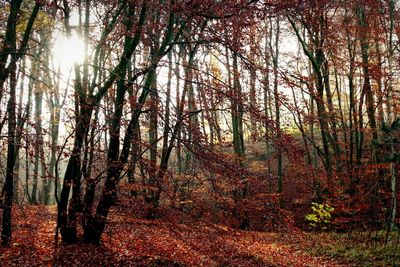 Sun shining through trees in forest