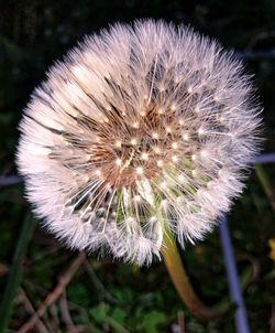 Close-up of dandelion