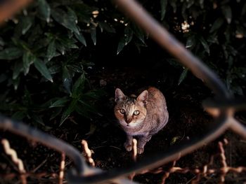 Portrait of tiger outdoors