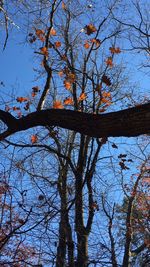 Low angle view of bare trees against sky