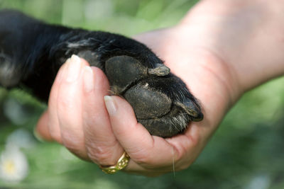 Close-up of humans hand holding labradors paw