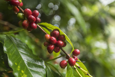 Close-up of coffee beans growing on bush