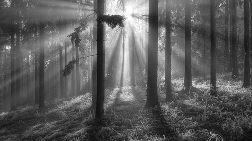 Sunlight streaming through trees in forest