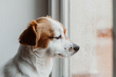 Close-up of dog looking away by window