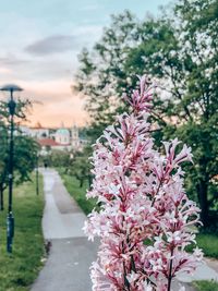 Close-up of pink cherry blossoms against sky