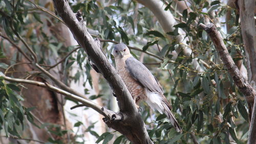 Low angle view of bird perching on tree