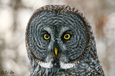 Close-up portrait of owl