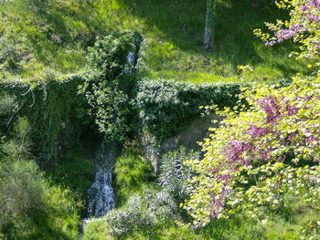 View of plants growing in forest