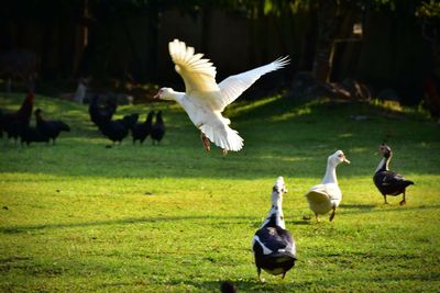 View of birds on field