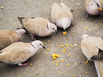 High angle view of birds on street