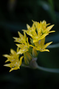 Close-up of yellow flowering plant