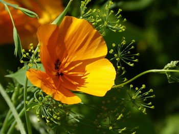 Close-up of yellow flowering plant