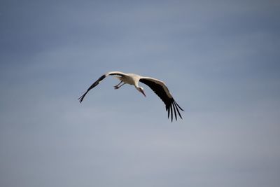 Low angle view of stork flying against clear sky