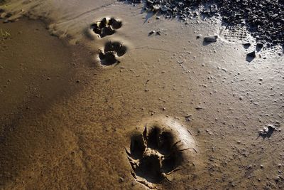 High angle view of footprints on wet sand