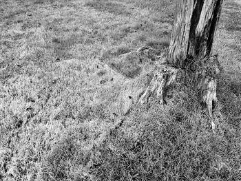 High angle view of trees on field