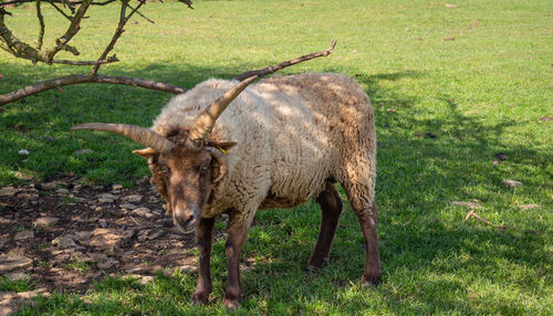 Long horned goat