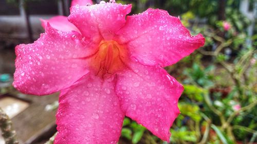 Close-up of wet pink flower