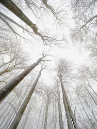 Dark trees and bent branches under snow. thick fog and little snowing