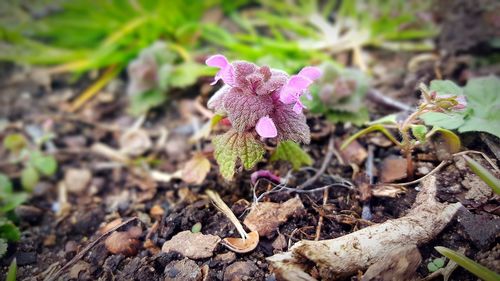 Close-up of purple flowering plant on land