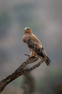 Tawny eagle perches on branch in rain